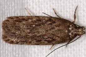 Attēlu rezultāti vaicājumam “Depressaria olerella”