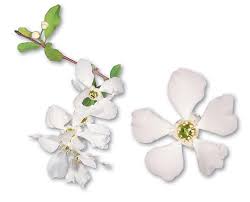 Attēlu rezultāti vaicājumam “Exochorda giraldii var. wilsonii”