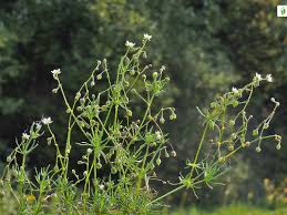 Attēlu rezultāti vaicājumam “Spergula arvensis”