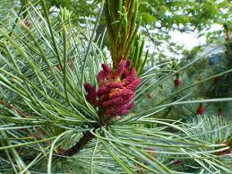Attēlu rezultāti vaicājumam “Pinus pumila male flower”