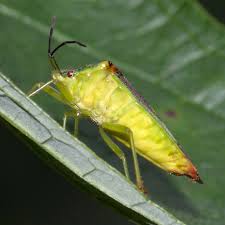 Attēlu rezultāti vaicājumam “Acanthosoma haemorrhoidale imago”