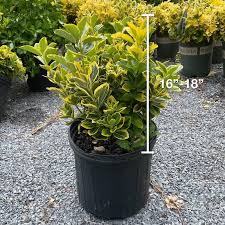 Attēlu rezultāti vaicājumam “Euonymus flower”