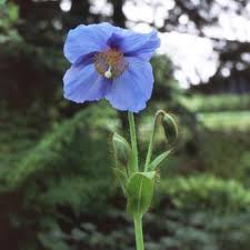 Image result for Scheinmohn