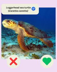 Image result for Caretta caretta