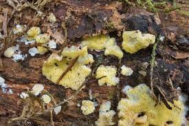 Attēlu rezultāti vaicājumam “Flaviporus citrinellus”