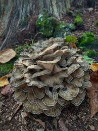 Attēlu rezultāti vaicājumam “Grifola frondosa”