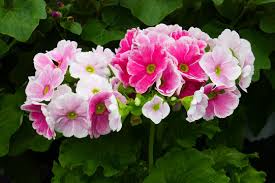 Image result for Primula obconica