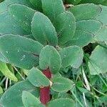 Attēlu rezultāti vaicājumam “Hylotelephium maximum leaf”