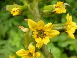 Attēlu rezultāti vaicājumam “Ligularia sibirica flower”