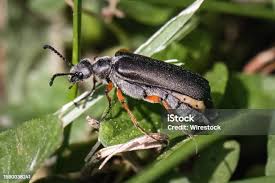 Attēlu rezultāti vaicājumam “Phosphaenus hemipterus male”