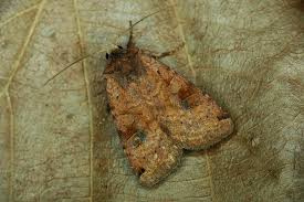 Attēlu rezultāti vaicājumam “Xestia baja”