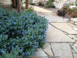 Attēlu rezultāti vaicājumam “Symphytum grandiflorum flower”