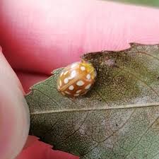 Attēlu rezultāti vaicājumam “Halyzia sedecimguttata”