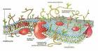 Biochemistry/<b>Membranes</b> and