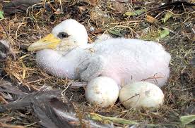 Attēlu rezultāti vaicājumam “Ciconia nigra nest”