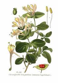 Attēlu rezultāti vaicājumam “Lonicera caprifolium fruit”