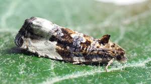 Attēlu rezultāti vaicājumam “Hedya nubiferana”