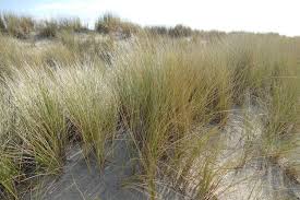 Attēlu rezultāti vaicājumam “Ammophila arenaria”