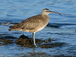 Image result for Numenius borealis