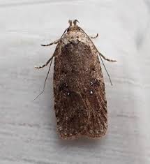 Attēlu rezultāti vaicājumam “Agonopterix heracliana”