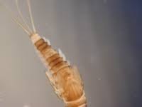 Attēlu rezultāti vaicājumam “Ephemeroptera larva”