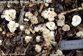 Attēlu rezultāti vaicājumam “Cudoniella clavus”