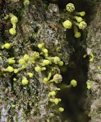 Attēlu rezultāti vaicājumam “Chaenotheca brachypoda”