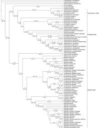 Attēlu rezultāti vaicājumam “Neckera complanata sporophyte”