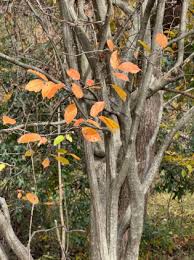 Attēlu rezultāti vaicājumam “Carpinus caroliniana”