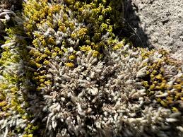 Attēlu rezultāti vaicājumam “Didymodon tophaceus sporophyte”