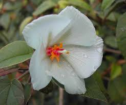 Attēlu rezultāti vaicājumam “Tettigoniodea exuvia”