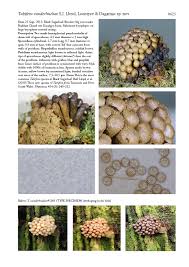 Attēlu rezultāti vaicājumam “Tubifera ferruginosa (subsp. ferruginosa) spores”