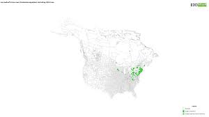 Attēlu rezultāti vaicājumam “Cardamine impatiens fruit”