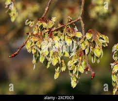Attēlu rezultāti vaicājumam “Ulmus laevis fruit”