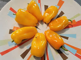 Afbeeldingsresultaat voor baby yellow sweet pepper