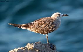 Image result for Larus audouinii