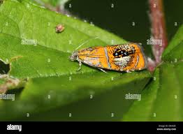 Attēlu rezultāti vaicājumam “Olethreutes arcuella”