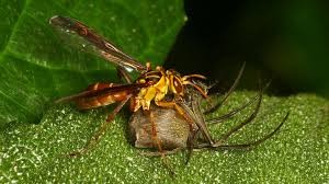 Attēlu rezultāti vaicājumam “Pompilidae”