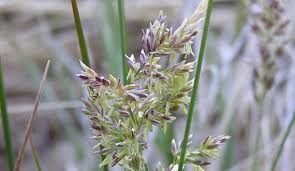 Attēlu rezultāti vaicājumam “Poa pratensis flower”