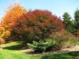 Attēlu rezultāti vaicājumam “Acer pseudosieboldianum”