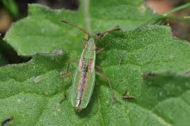 Attēlu rezultāti vaicājumam “Myrmus miriformis”