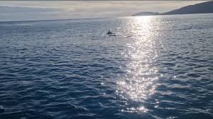 Image result for Barnsley BSAC Divers