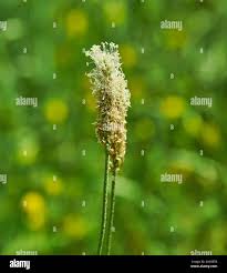 Attēlu rezultāti vaicājumam “Plantaginaceae”