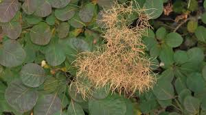 Attēlu rezultāti vaicājumam “Cotinus coggygria leaf”