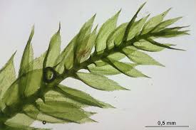 Attēlu rezultāti vaicājumam “Isothecium myosuroides”