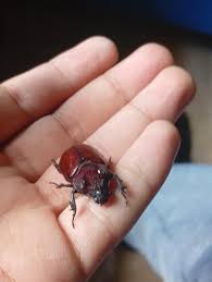 Attēlu rezultāti vaicājumam “Oryctes nasicornis”