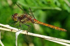 Attēlu rezultāti vaicājumam “Sympetrum vulgatum female”