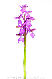Attēlu rezultāti vaicājumam “Orchis morio”