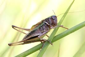 Attēlu rezultāti vaicājumam “Metrioptera brachyptera”