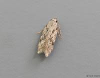 Attēlu rezultāti vaicājumam “Carpatolechia proximella”